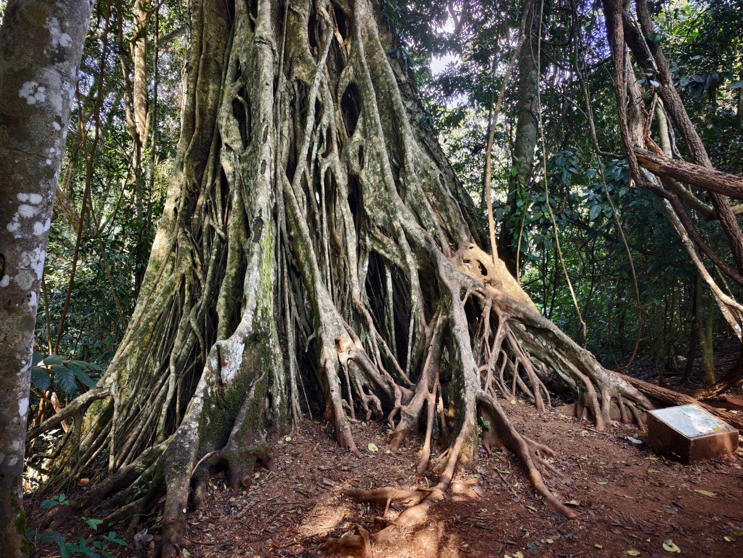 Nakhon Nayok → Khao Yai National Park (UNESCO World Heritage experience) One Day Trip 46