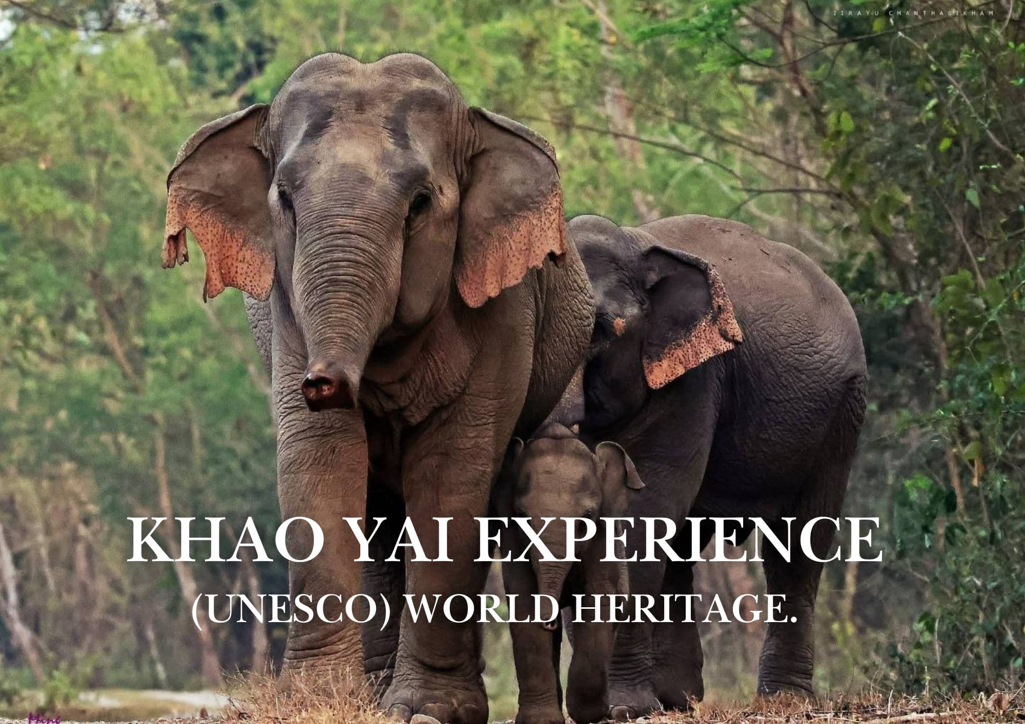 Khao Yai Experience (Unesco) World Heritage.