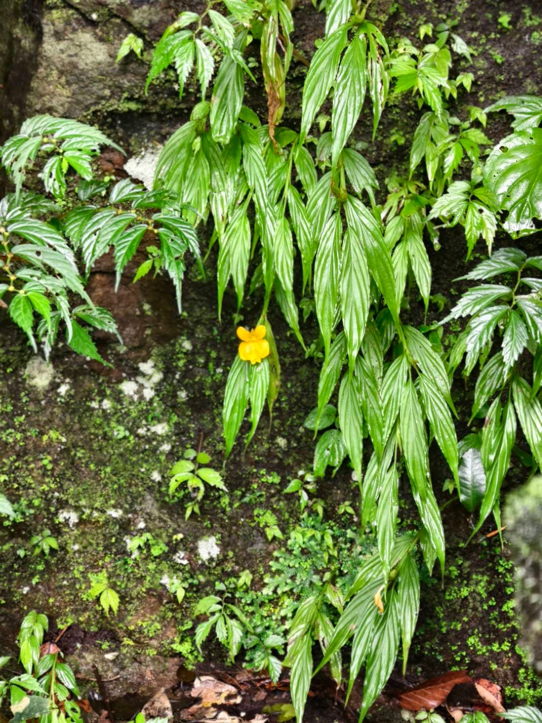 Khao Yai Experience (Unesco) World Heritage. 17