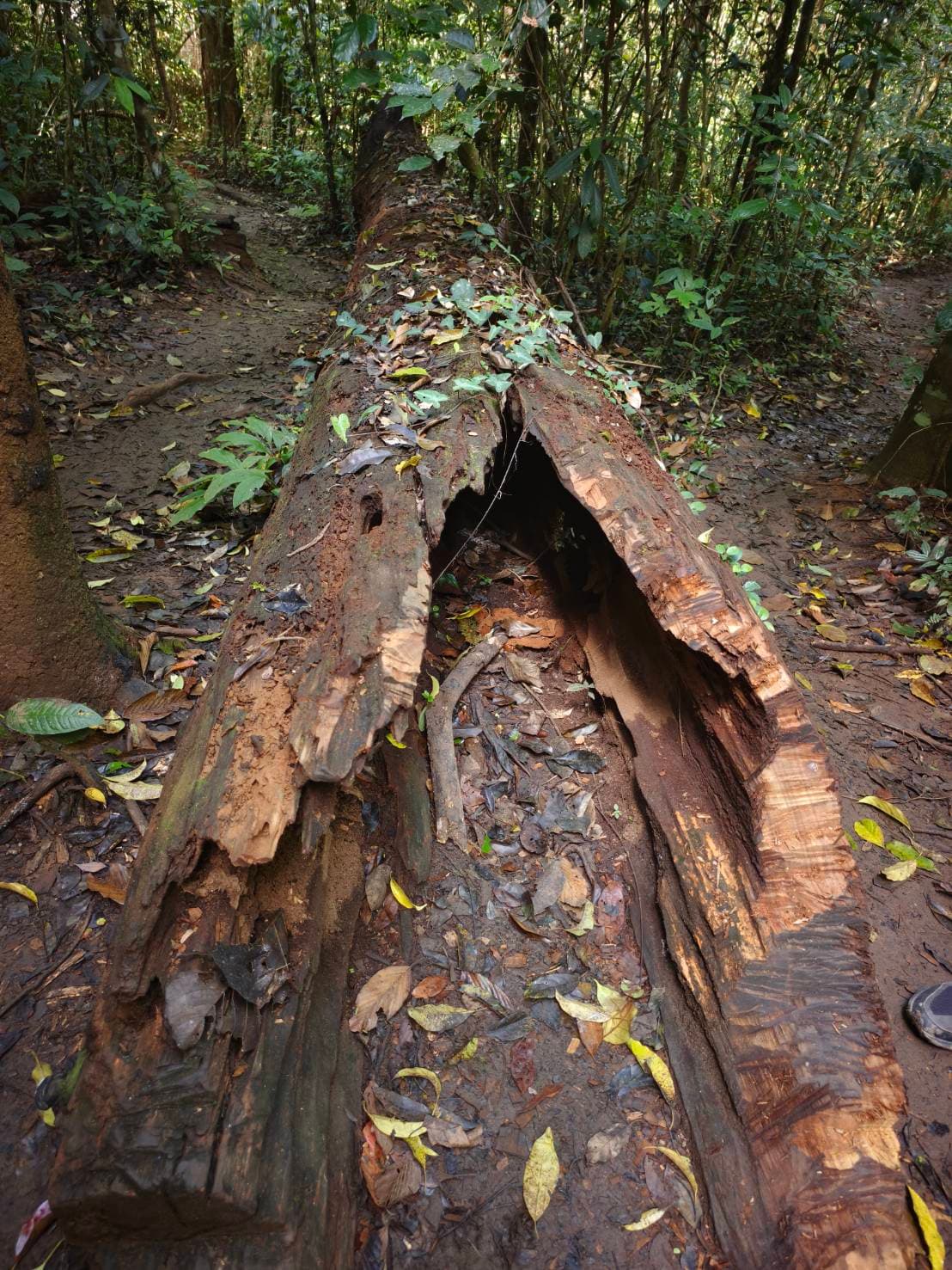 Nakhon Nayok → Khao Yai National Park (UNESCO World Heritage experience) One Day Trip 43