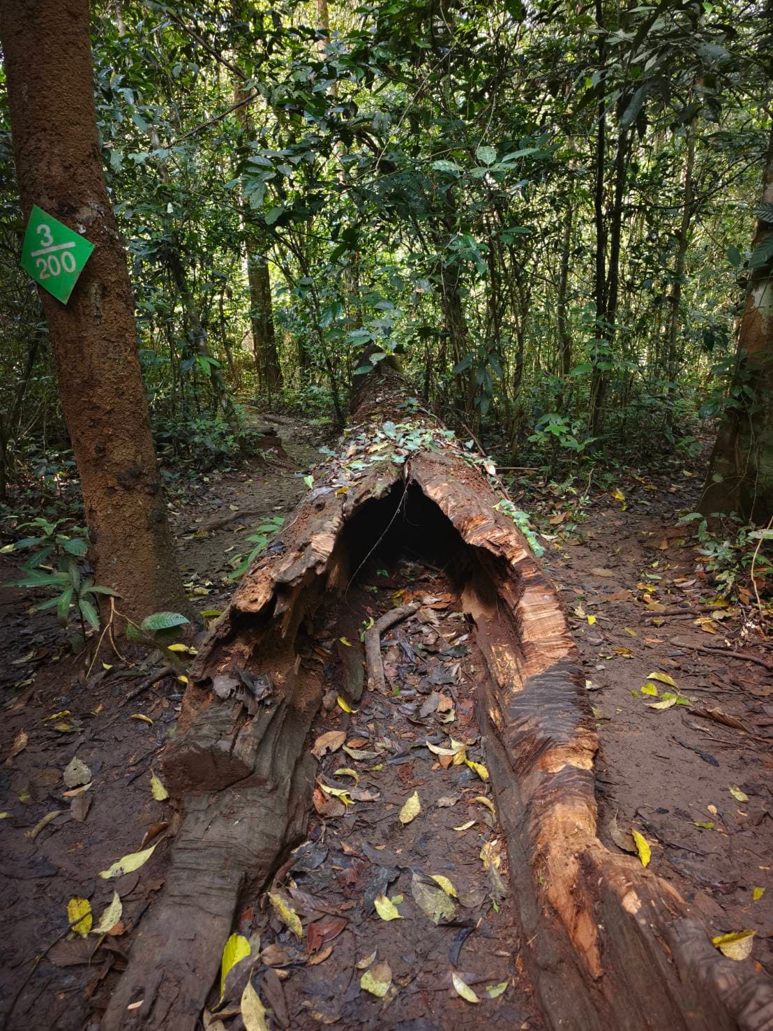 Nakhon Nayok → Khao Yai National Park (UNESCO World Heritage experience) One Day Trip 44