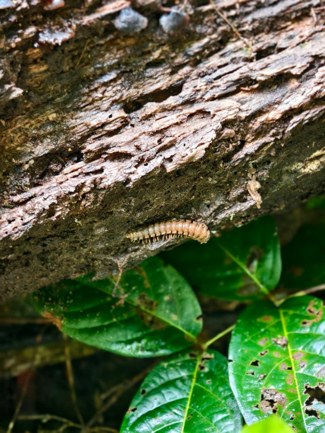 Khao Yai Experience (Unesco) World Heritage. 24